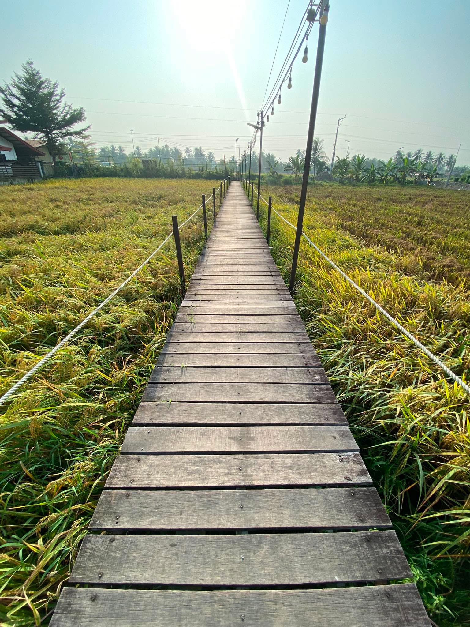 09.02.2026 From Seed to Serving: A Three-Day Rice Unit Study 28 786176253 1736307604325510 1053688036368964788 n