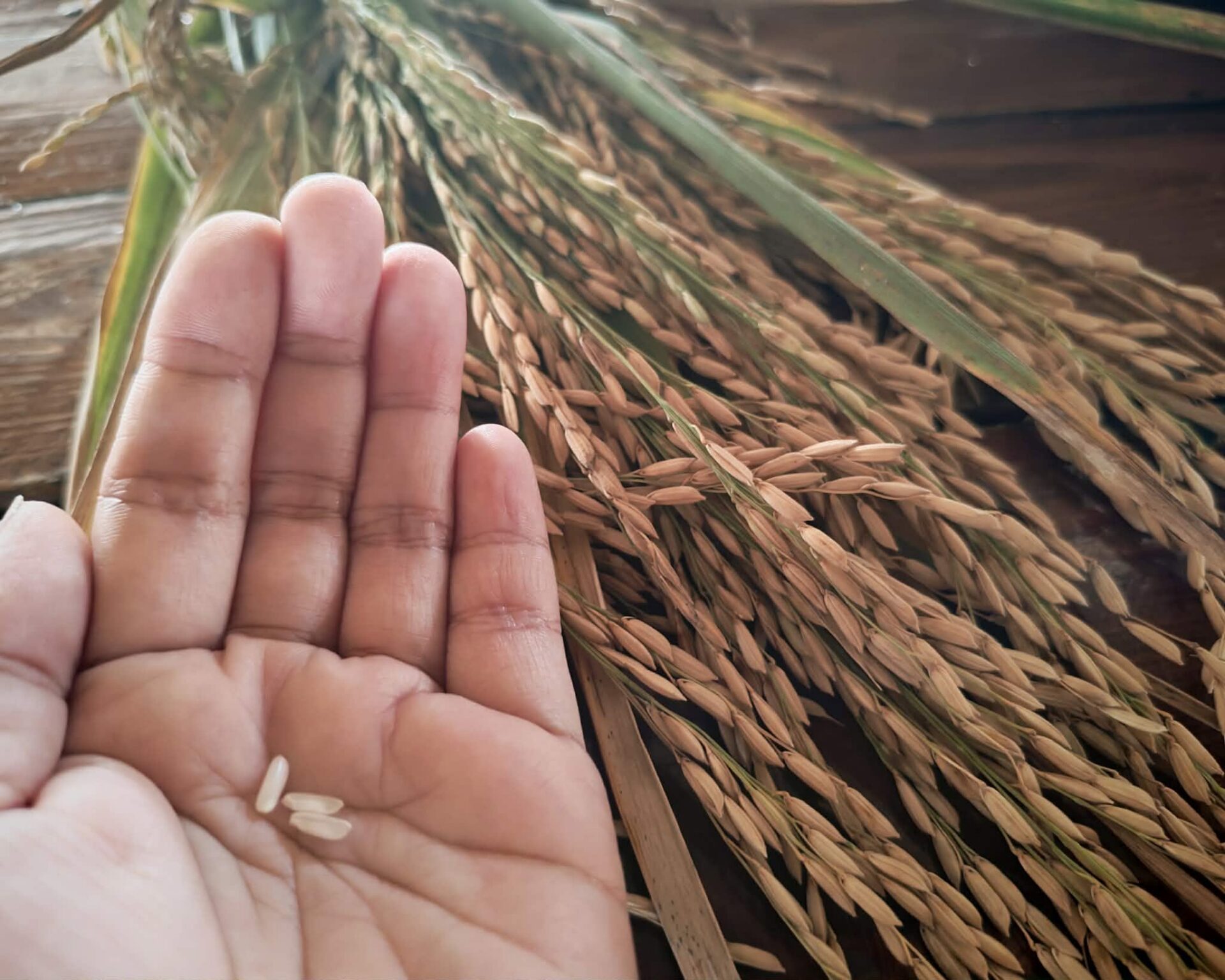 09.02.2026 From Seed to Serving: A Three-Day Rice Unit Study 15 789972440 1694728735985940 4578931851244903231 n