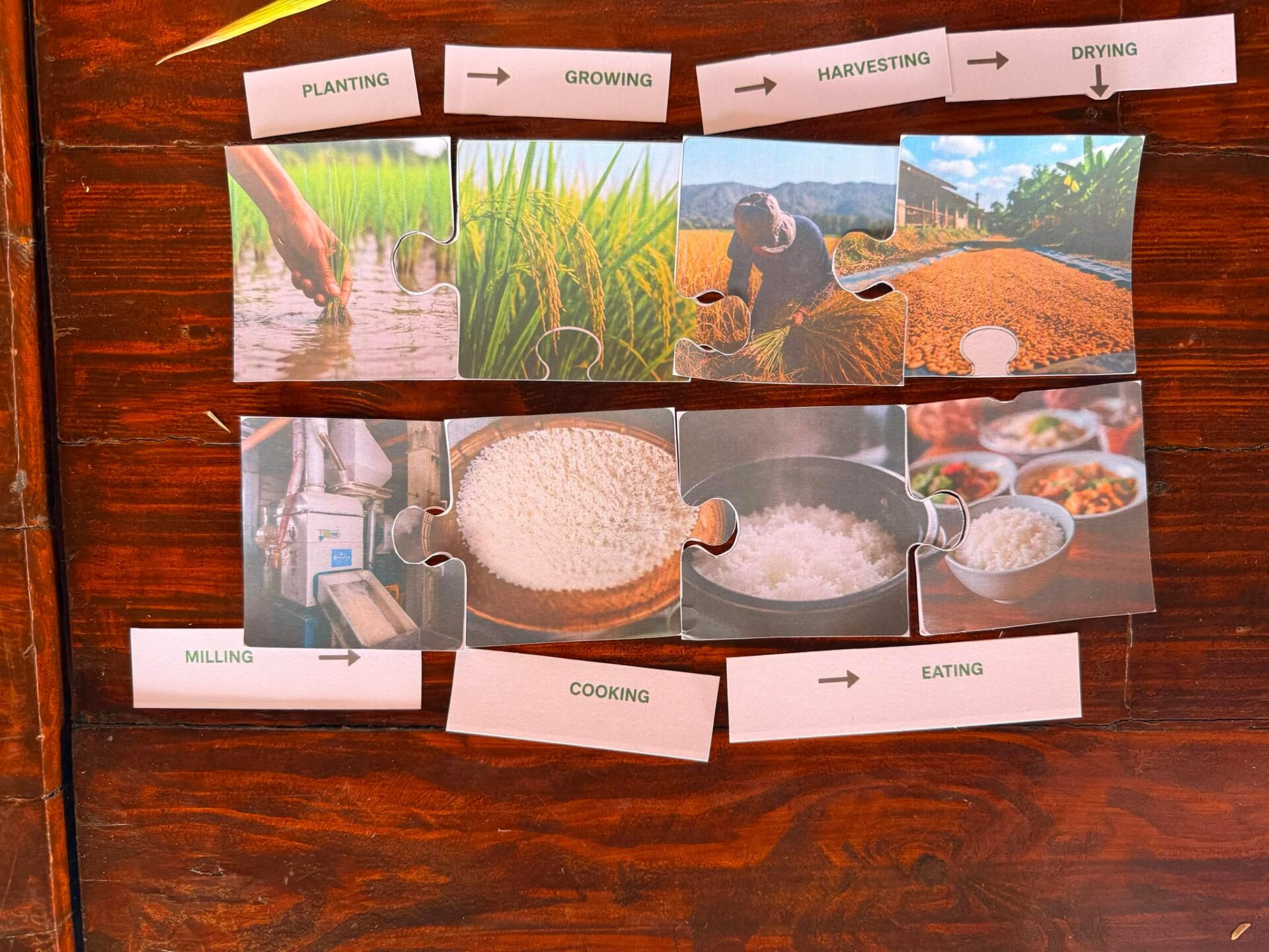 09.02.2026 From Seed to Serving: A Three-Day Rice Unit Study 8 791325466 3523777137777175 8163914425999050988 n