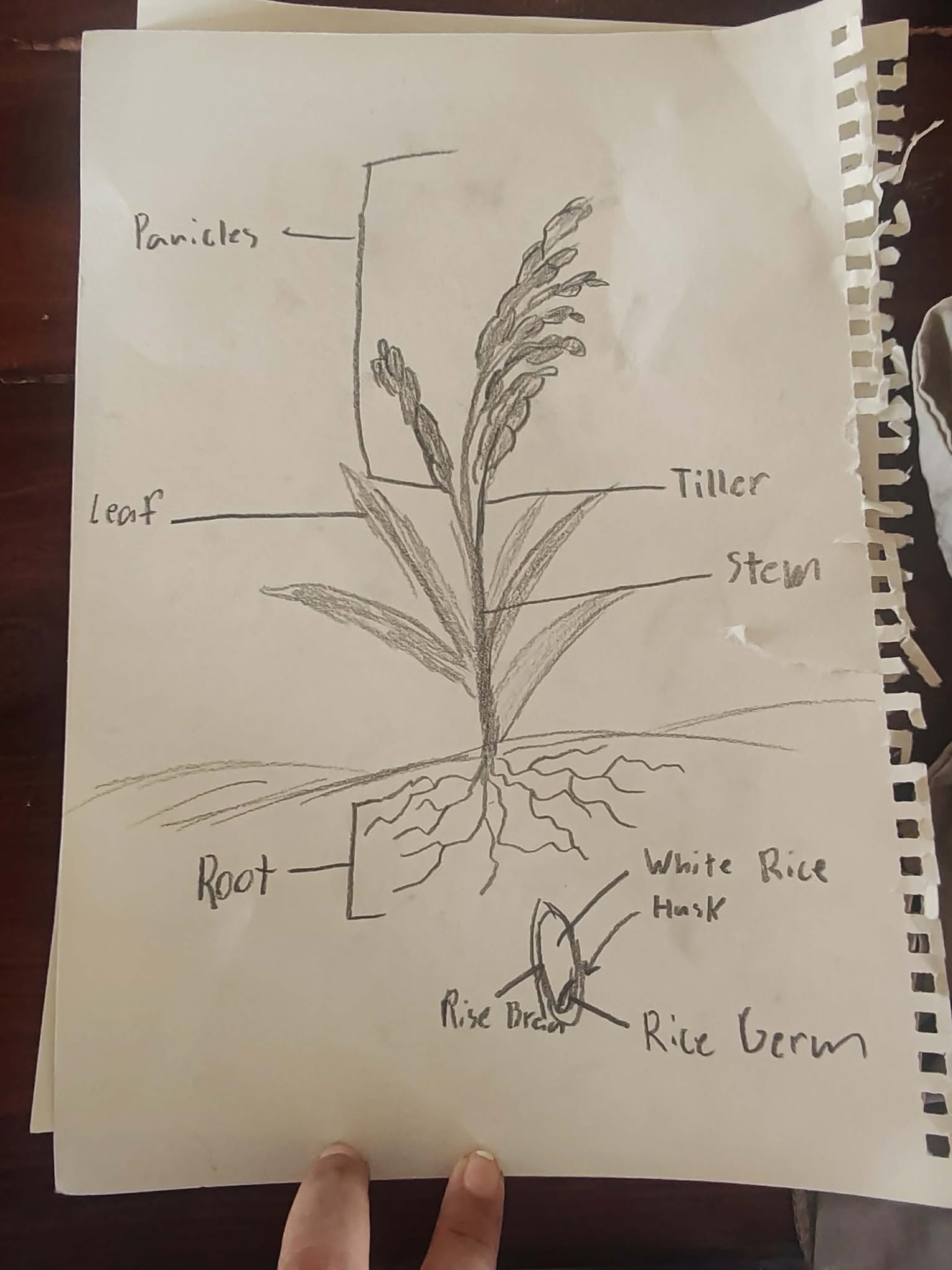 09.02.2026 From Seed to Serving: A Three-Day Rice Unit Study 3 793543348 27707457682265795 9013406936026248346 n